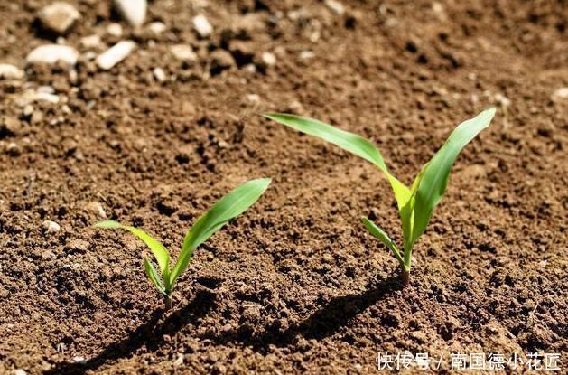 惹人爱|兰花养护全知道,一年四季绿油油,姿态优美惹人爱