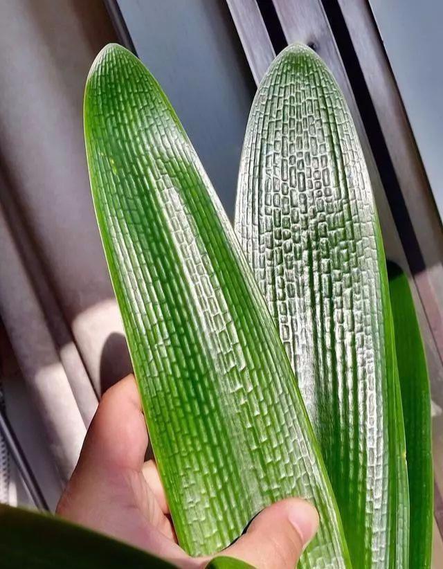 叶子|养君子兰,把几样东西丢盆里,花朵、新芽不停冒,叶子翠绿油亮