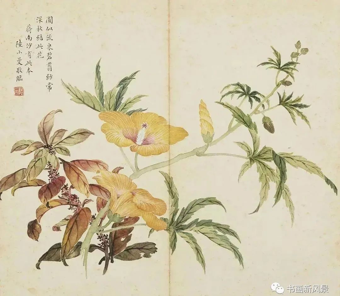 陆小曼花卉册页,很美很惊艳!