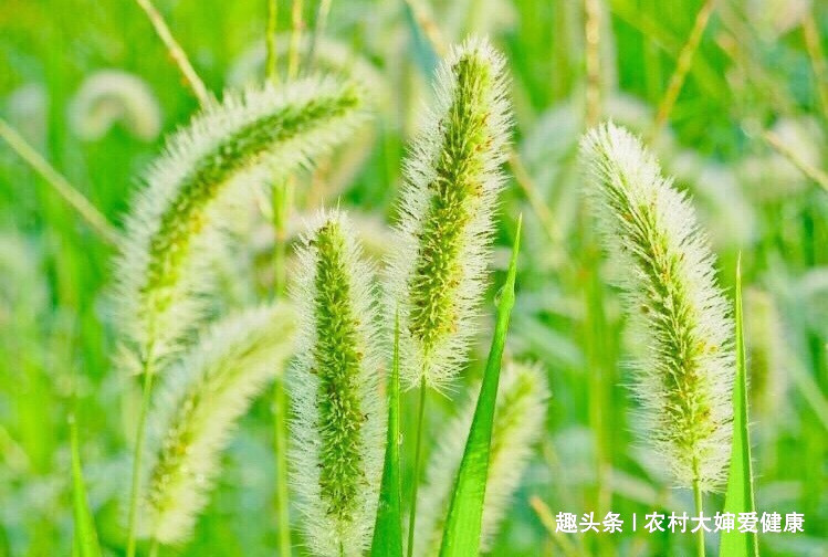 子宫肌瘤|农村人把此物当“救命草”,用它泡水喝,妇科炎好了,防月经不调