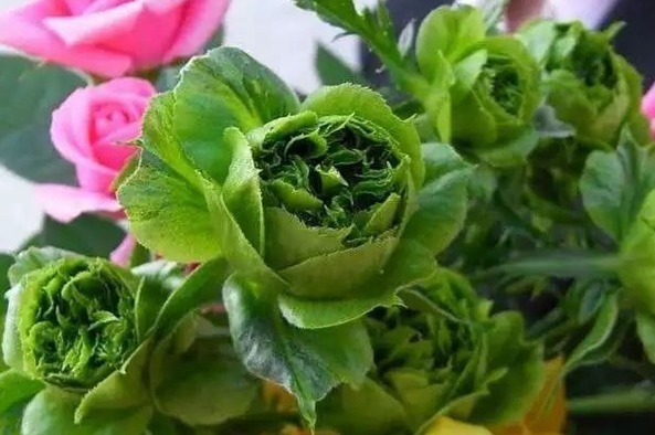 喜欢玫瑰,就养盆“精品”结绿珍,开花碧洁如玉,比菊花更美