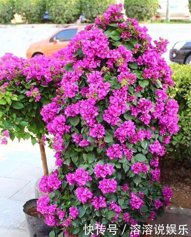 米醋|厨房里一种“调味料”,兑水浇了三角梅,从不黄叶,特别爱开花