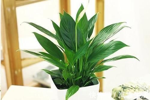 自从卫生间里放了这盆花后，再也没异味了