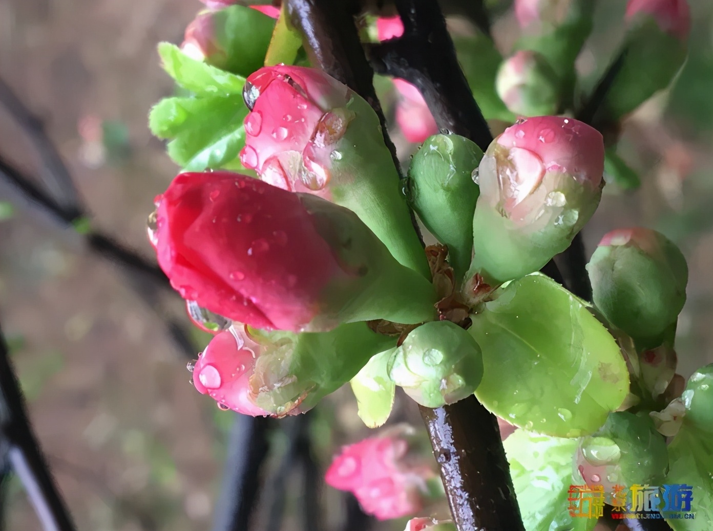 抓紧！这类花再不去看，一阵大风就明年见了！本周还可以去北京这些地方!