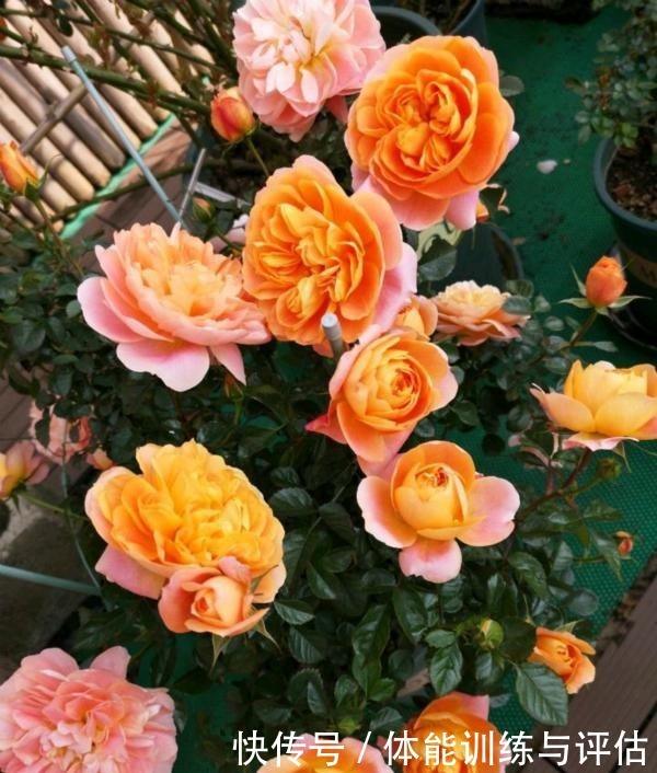 他痴迷养花,露台养了100多盆花,盆盆美爆,惊艳全小区!