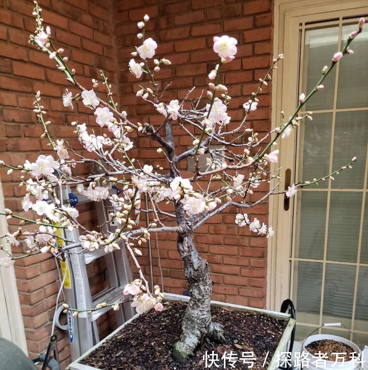 在寒冷的冬春时节灿烂开花的8种观赏花卉，可露养户外，打理简单