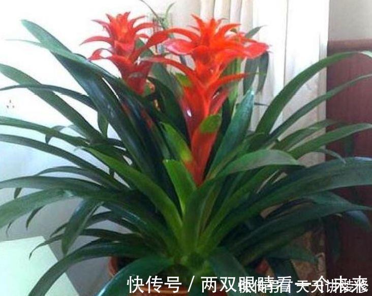 夏杜鹃|3种花生命力顽强，沾土就活，不用管也能花开200天