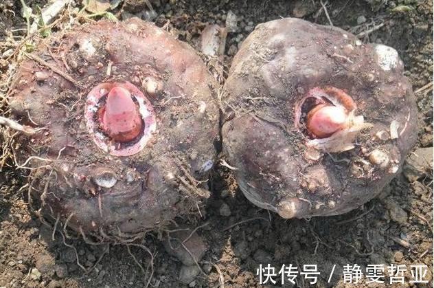 山药|衰老“最怕”的6种食物,女人每天吃点,补充雌激素,40岁不显老