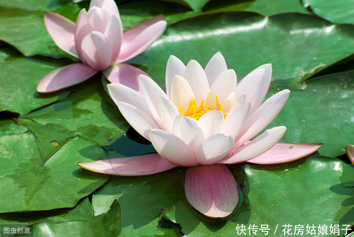 3月栽进水缸的睡莲,掌握4个养殖技巧,才5月初,花就爆缸