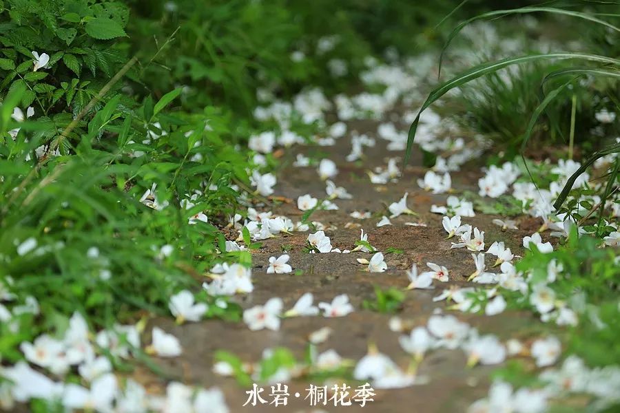 桐花又开！邀你来楠溪江，共赴一场“五月雪”之约 ！