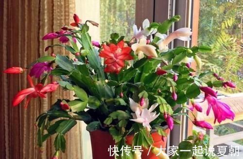 桂花树|4种花养阳台,旺财又镇宅,还能四季开花,花开不停歇,多彩多姿