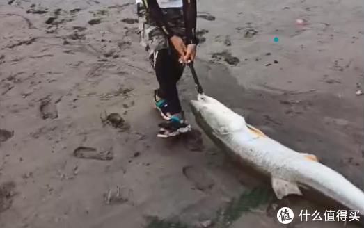淡水鱼|重庆钓鱼人钓上“水老虎”，抱不动拖着去放掉，网友们见后却怒了