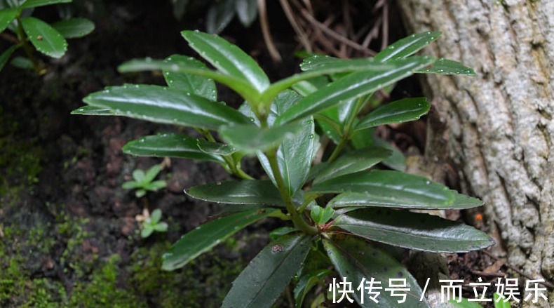 化学物质|乡下常见的一种植物，花朵紫白相间似喇叭状，是一味很好的中药