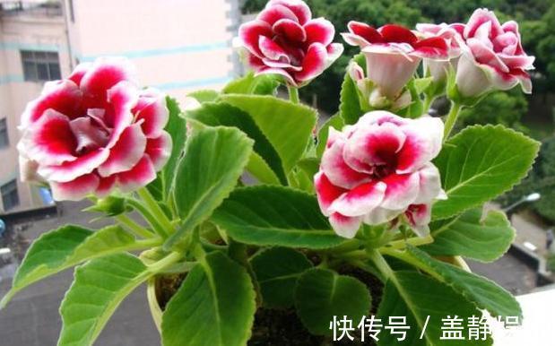 新手大岩桐、长寿花、虎皮兰、芦荟,一片叶子培育成一盆栽