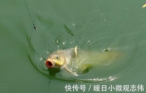 玉米粒|夏天不管是钓草鱼还是钓鲤鱼,玉米这样用,渔获至少多三条