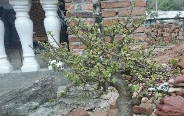 2种盆景树“名贵”,有“聚财树”的美誉,放阳台养护,寓意好!