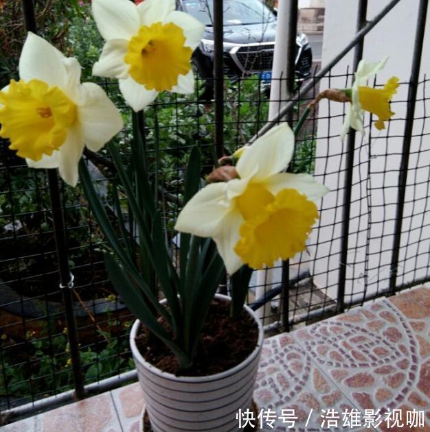 施肥|这些“老话”通俗易懂,能叫养花人少走弯路