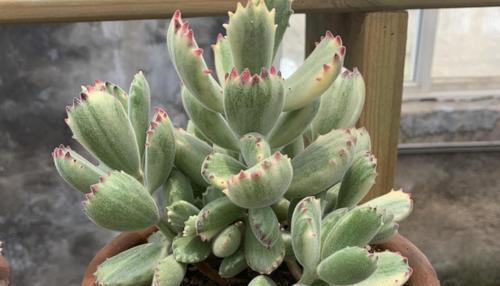 花友|6月养熊童子,3个要点要牢记,不然黑腐掉叶子,难安全度夏