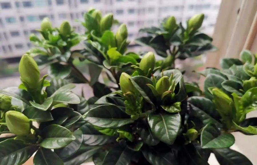 植物|植物养得不好,多半根没长好,加上这些长得快