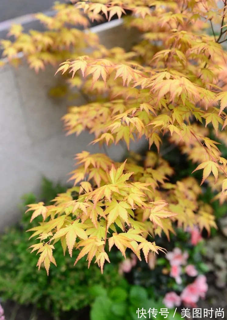 防腐木|为了这个45㎡小院子,坚持买了一楼,打造成花园后比别墅还好看