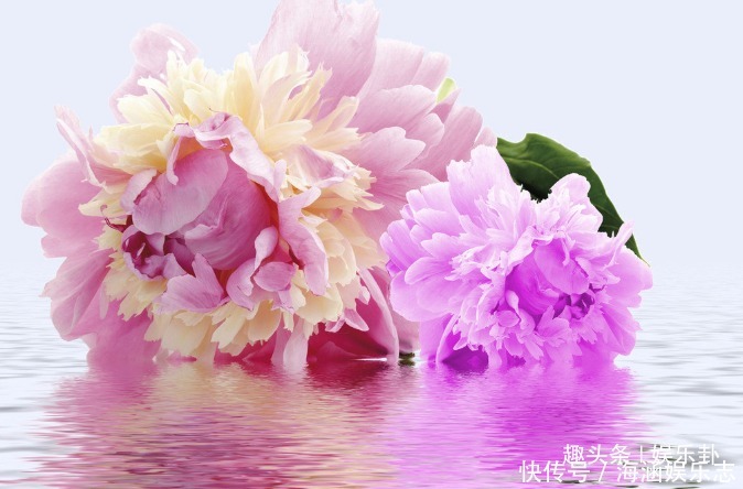 此花有着脍炙人口的传奇,受到诗人的热爱,诗词数不胜数