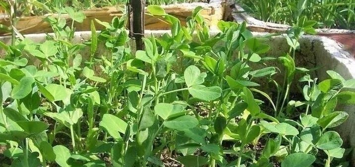 瘦身|女人来月经时,5种食物不妨多吃,排出子宫污血,还能悄悄瘦身