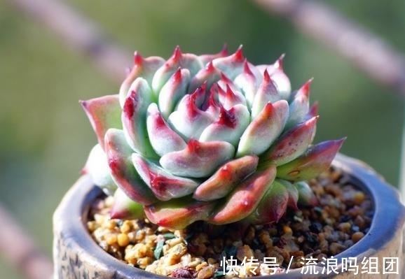 多头|多肉“吉娃娃”养单头还是多头,看完后都能养好了,让人着迷