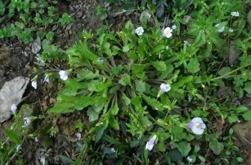 通泉草|农村一种草，看起来不起眼，价值却好珍贵，治烫伤效果极好