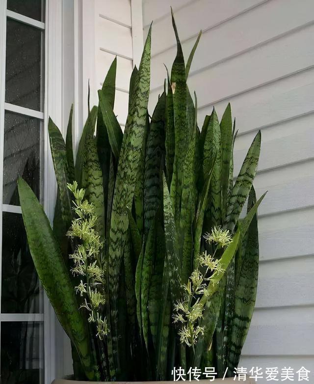 室内想养“大盆镇宅花”,建议从这10种里面选,听名字就很霸气