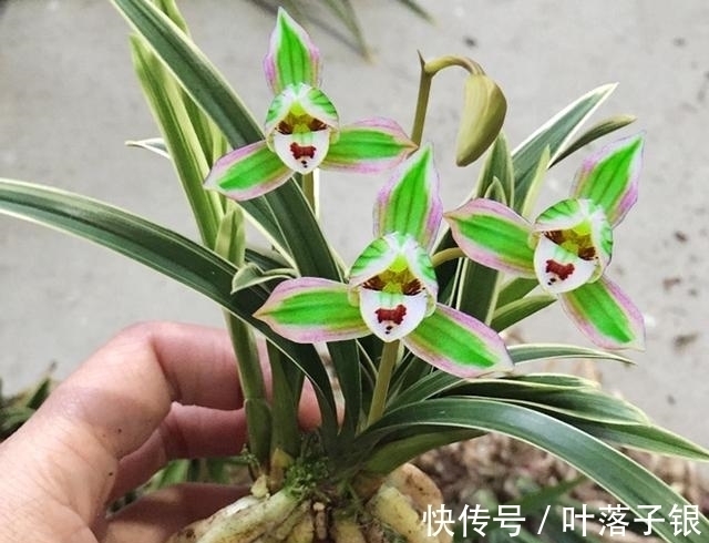 兰中珍品“帝王妃”,花开多色,香味淡雅,叶片圆润,不可多得