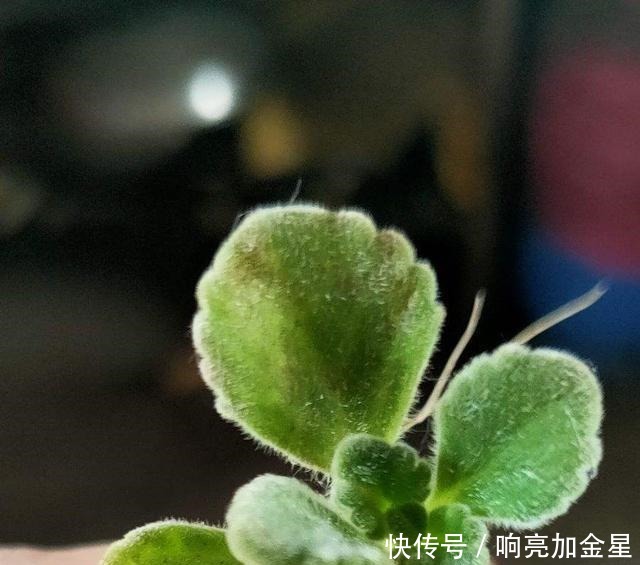 家里碰碰香没味道那是这4点没做好,不然香飘满屋!