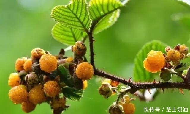 路边见到此“金果”,顺手摘回家,对健康有好处,来了解下