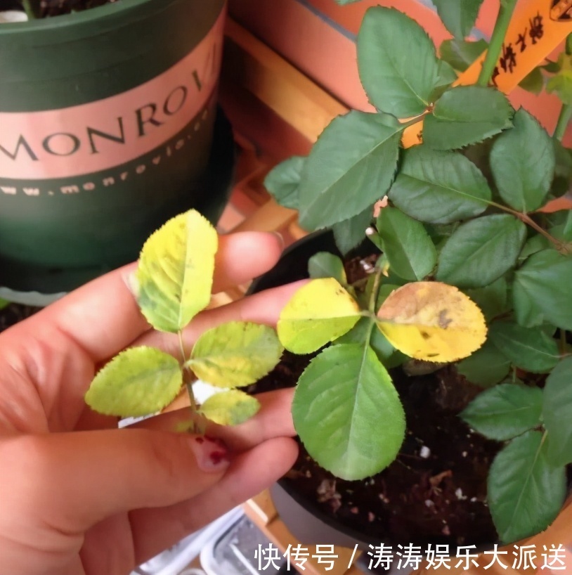 肥料|总结养花“十大问题”,只要学会,你就是养花大神