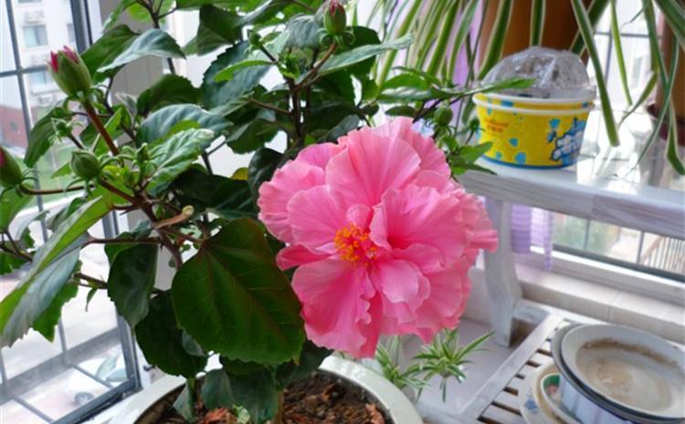 大水|3种漂亮花，都需要“大水，大肥，大太阳”，开花才会爆