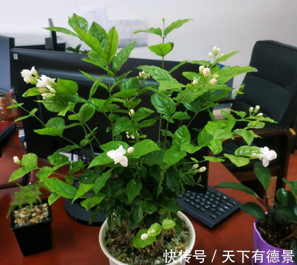 浇水|新买花卉有“5大忌”,买到以后别盲目,掌握技巧才能把它养好