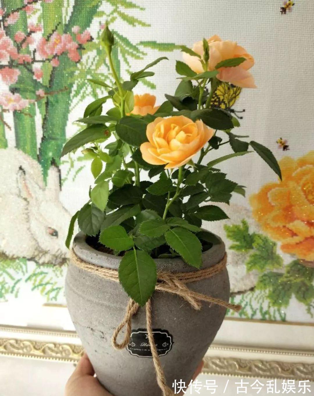 养花技巧：8种情况不能施肥，跟毒药一样，浇完花就玩完了