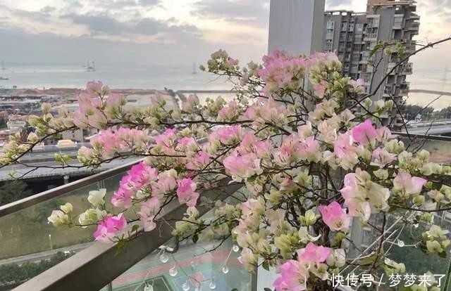 花根壮|养花常备4种水,每月用一次,叶子亮,花根壮!