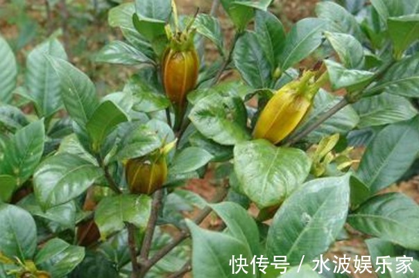 黄栀子|晚上睡不着此物泡水喝，轻松入睡，打雷都吵不醒