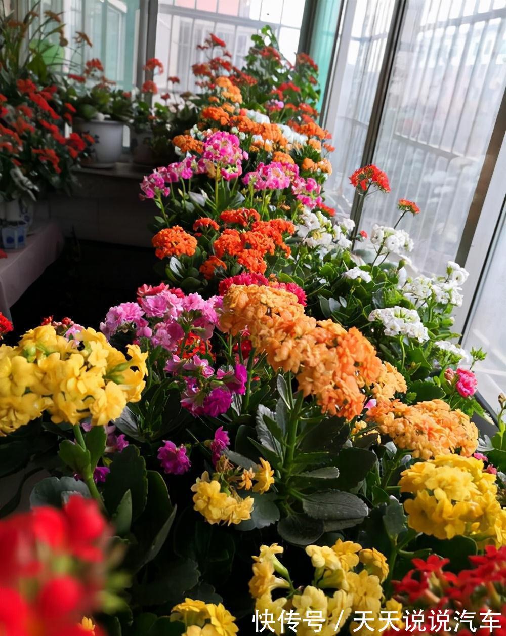 立冬后,养这10种花,切记不能多浇水,养不活都是由于手太勤