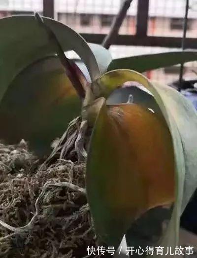 养了几年的蝴蝶兰眼看开花了,却突然死了,不料凶手是它