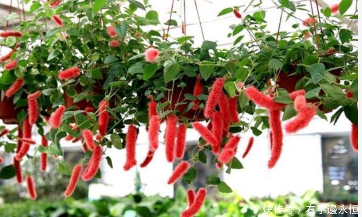 养花就养4种花,家里养一盆,满屋飘香,清新幽雅