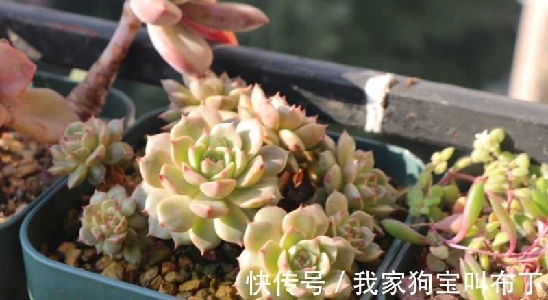 浇水|新买的多肉老桩,该怎么上盆和换盆?需要注意的地方真不少