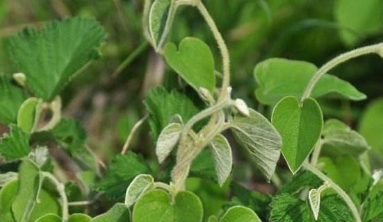 祛湿|农村最为神奇的野草,用它泡酒可以预防疾病,可祛湿缓解关节疼痛