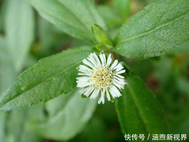 旱莲草|3斤黄芪不如1两它,每天坚持泡水喝,肝脏“锦上添花”