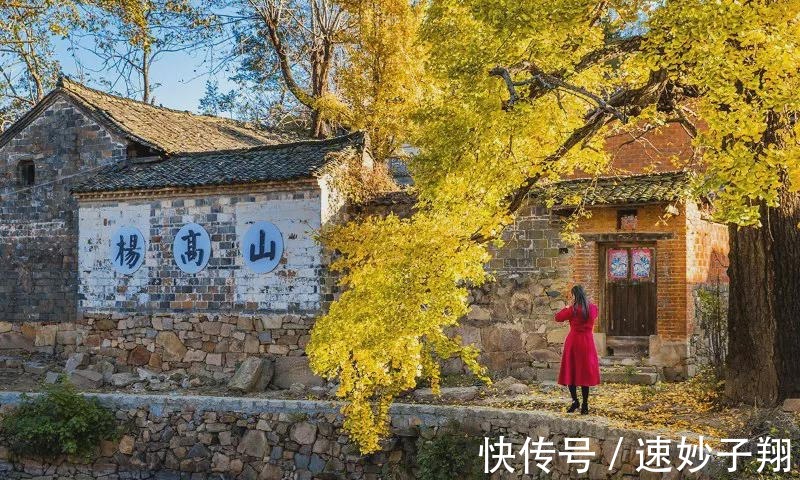 瀚水文化旅游公司|新县千斤乡杨高山村 “中原银杏第一村”的华丽蝶变（上）