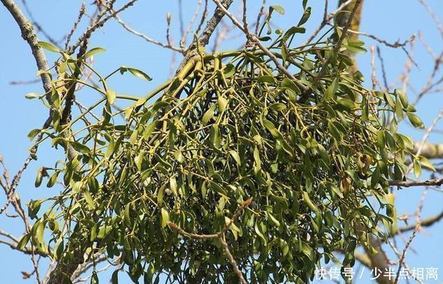 此植物獲得桑樹之精氣而生，善滋肝腎、強筋骨、祛風(fēng)濕，滋養(yǎng)血脈