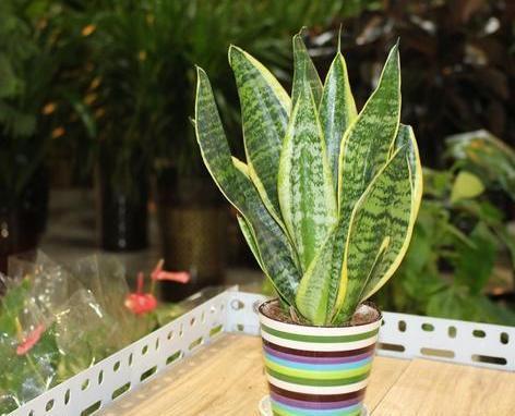 虎皮兰|居家盆栽虎皮兰，不想叶片变得干瘪难看，需趁早实践4个知识点