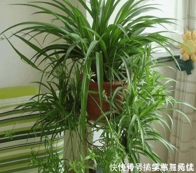 花友|这“三种花”就得虐着养,“少浇水,狠心剪”,轻松花开小半年!