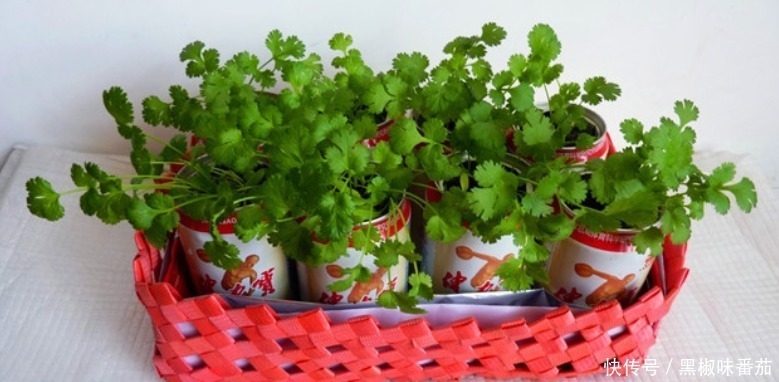 别把铁罐子扔了、卖了，钻孔养花，植物长得好，越看越讨喜