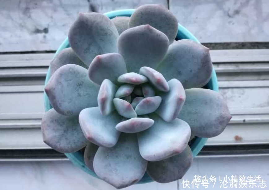 多肉|不喜水的多肉，却可以水培2种操作方法，肉肉照样出状态